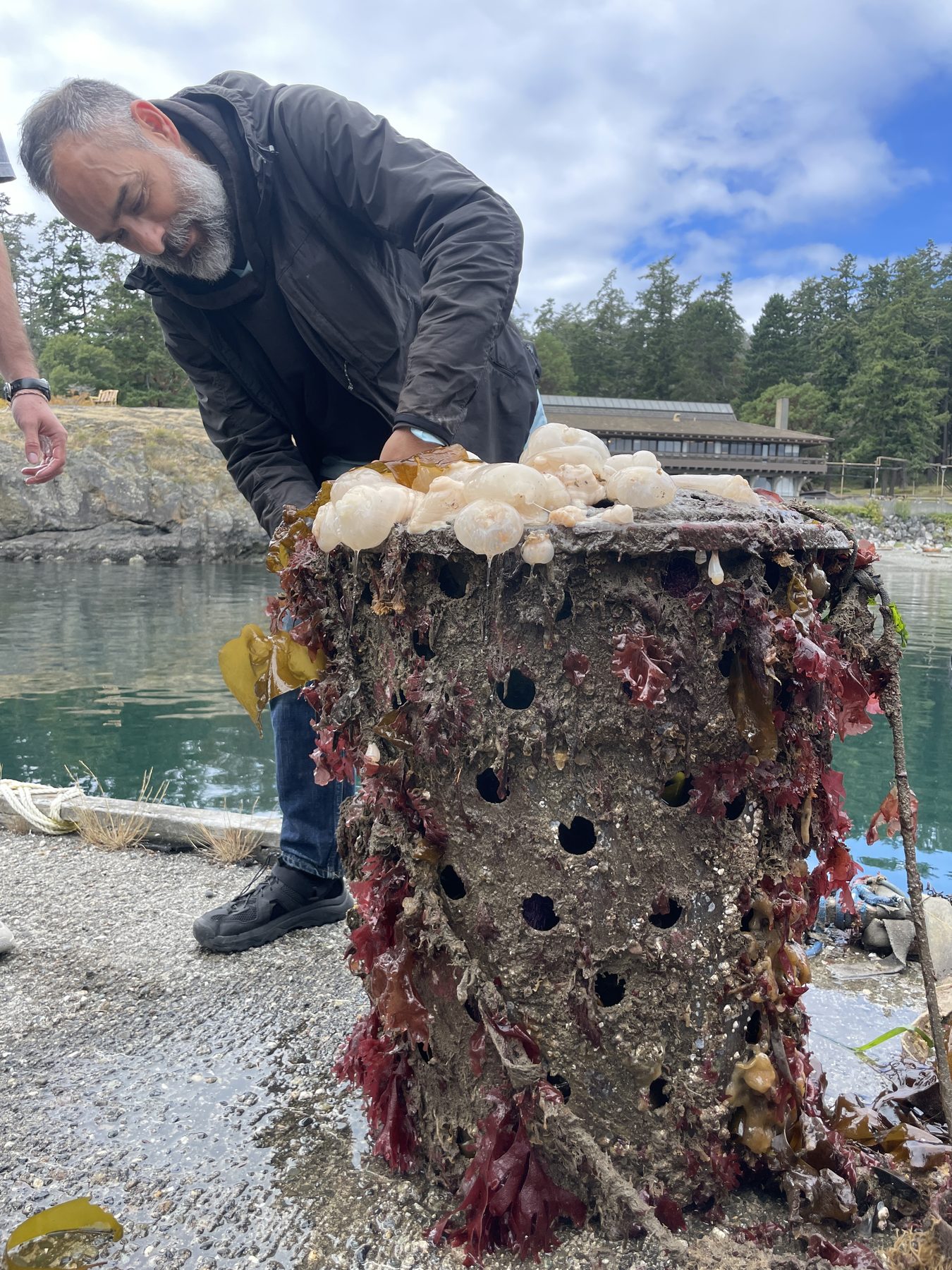 Eric Edsinger on the Friday Harbor floating dock, lifting a perforated container used to hold sea urchins, its sides covered in red algae and kelp.